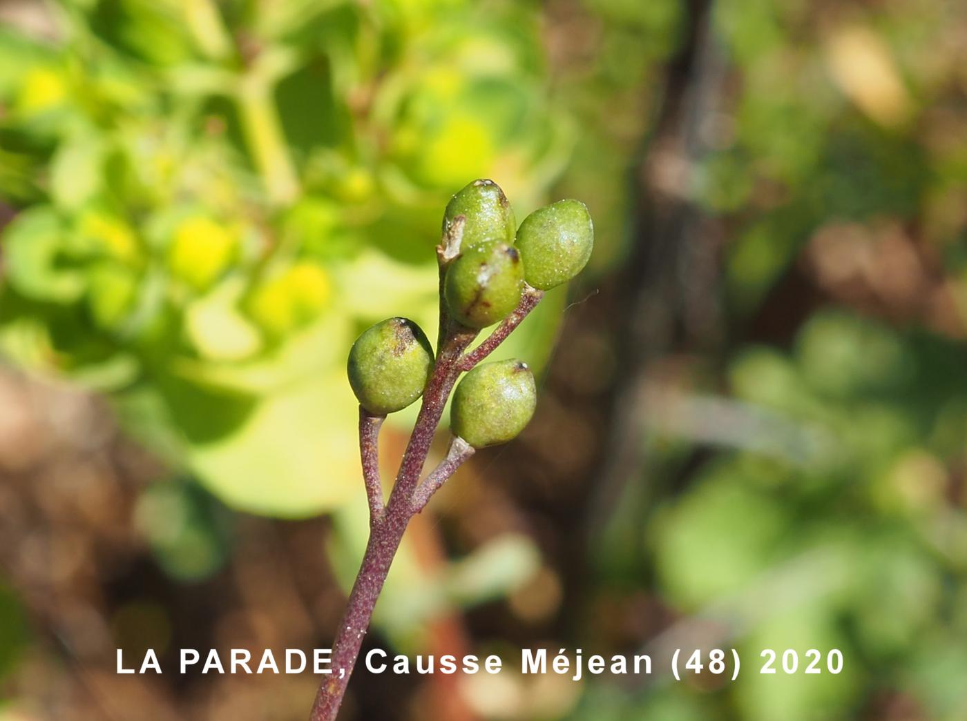 White Ball Mustard fruit